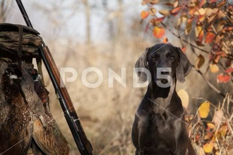 Sporting Category Image